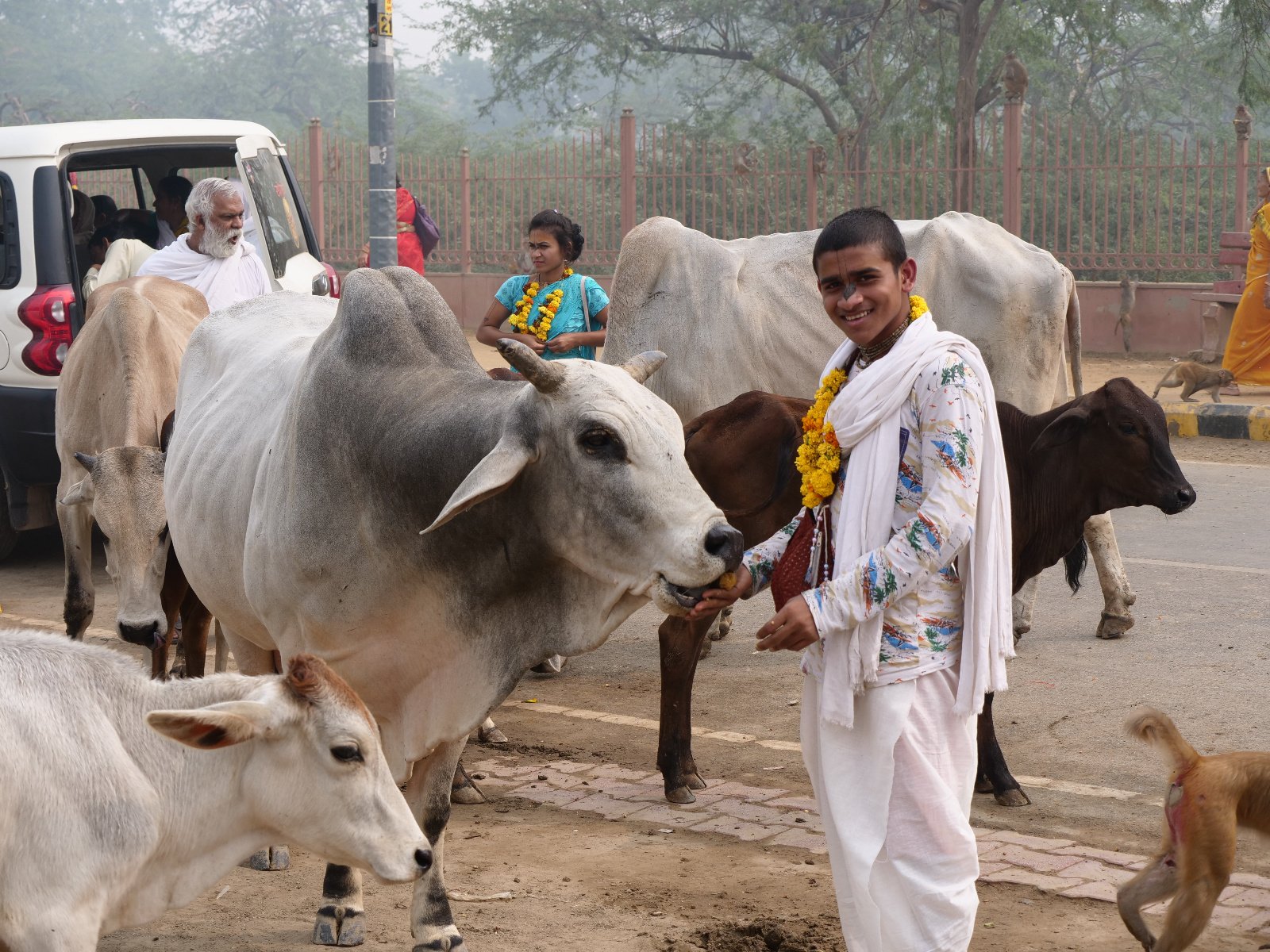  212 Gopashtami Radha kunda Govardhan 19.11.04